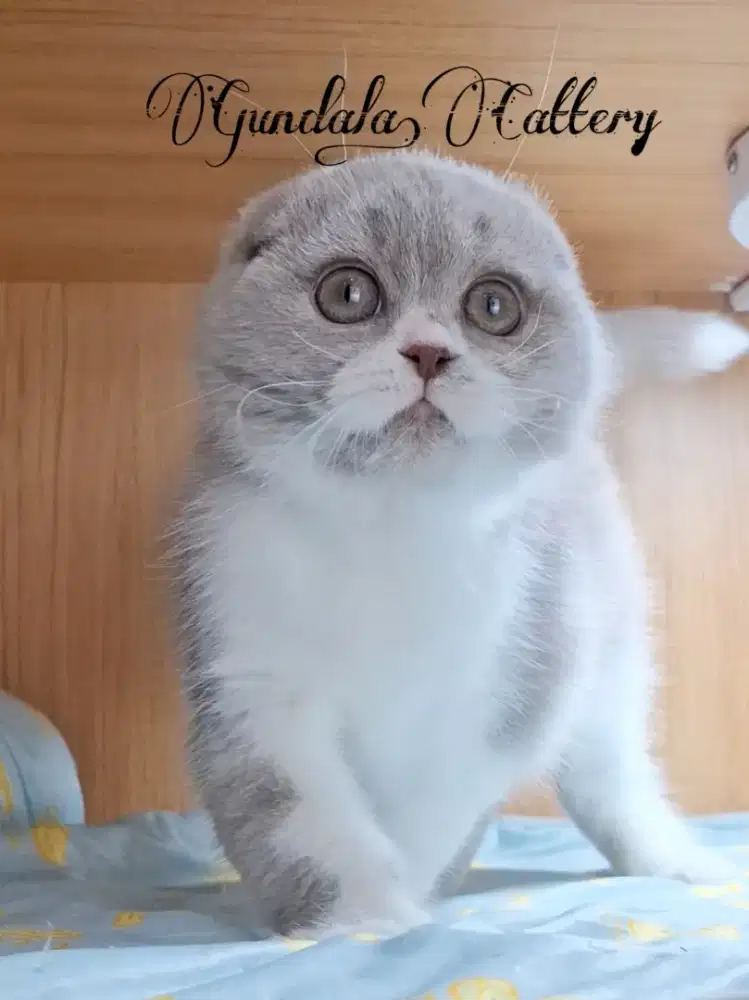 Kucing Kitten Scottish Fold