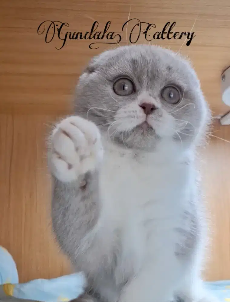 KUCING SCOTTISH FOLD