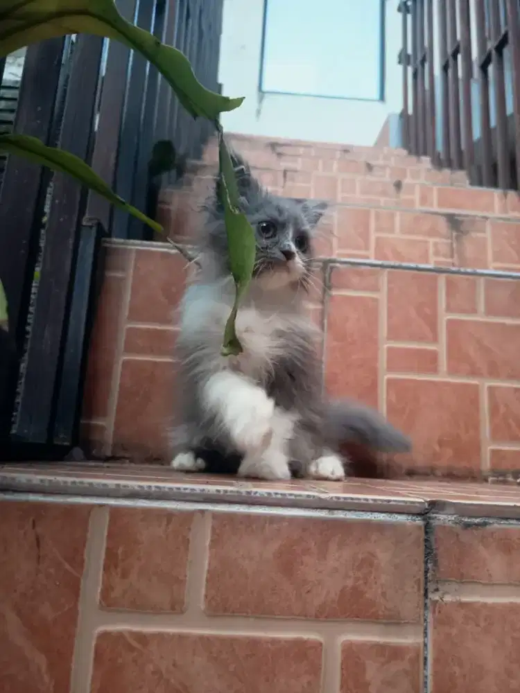 Kitten Ragdoll 2,5bln