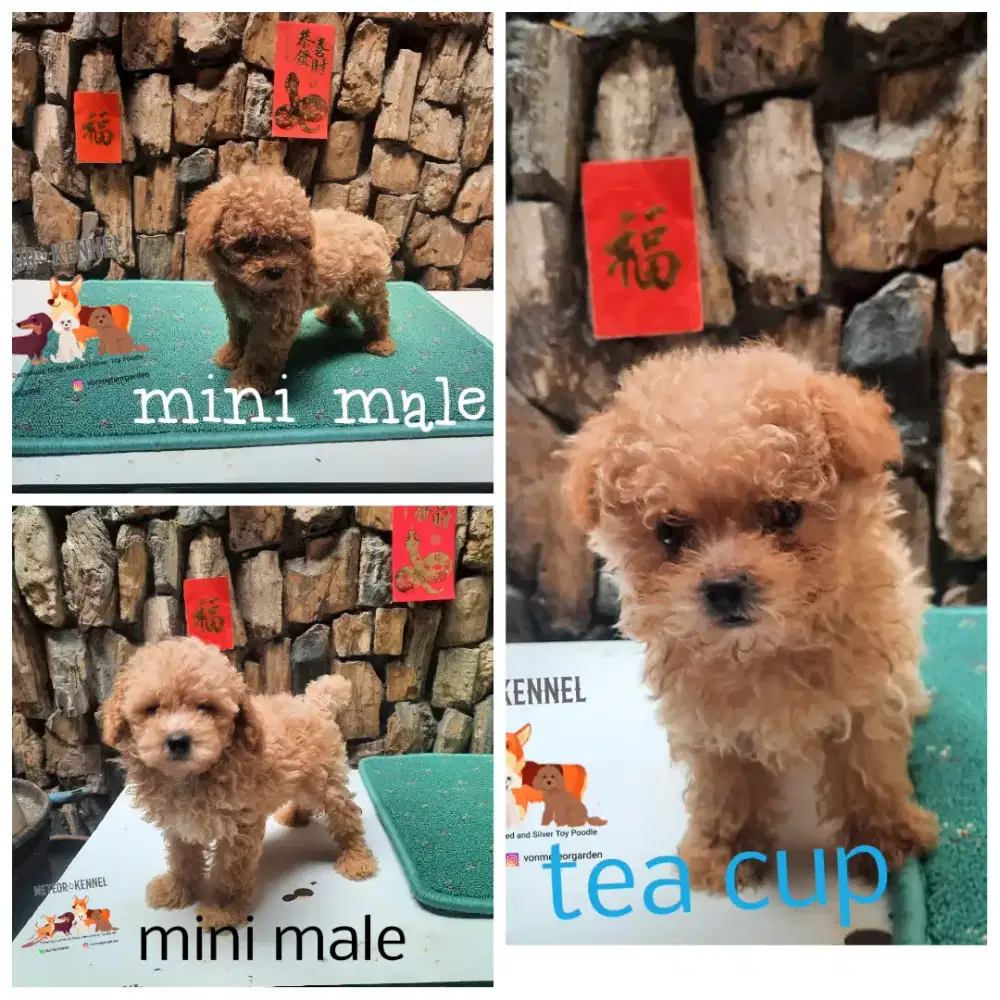 Anakan poodle jantan