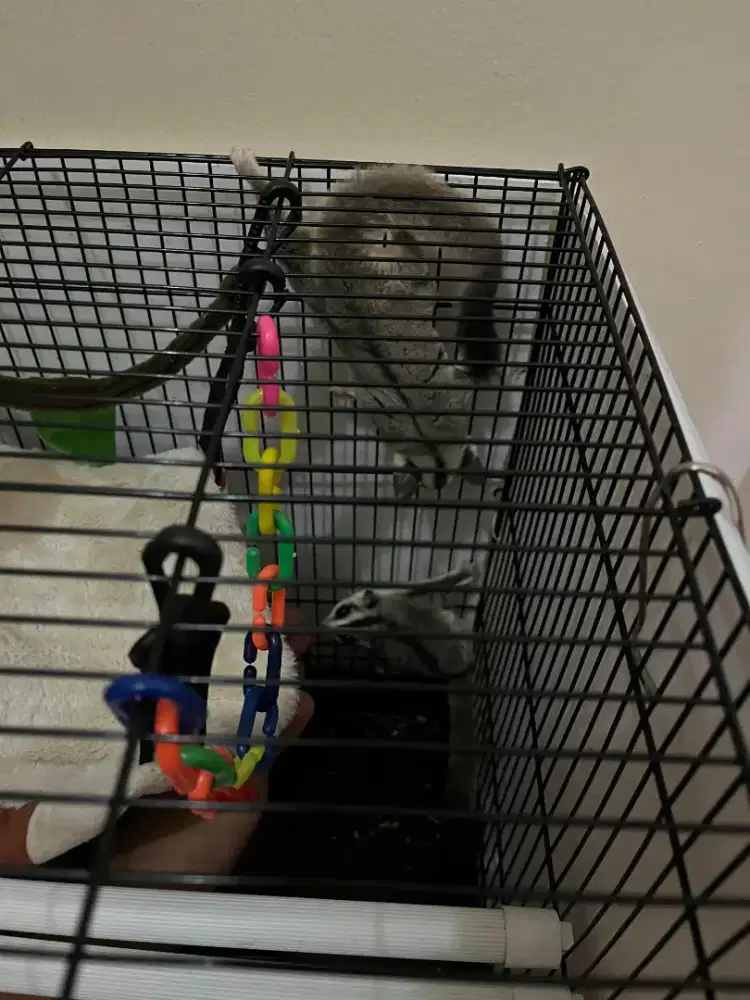 Sugar glider WF
