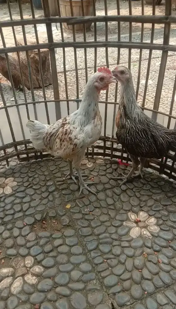 Sepasang Ayam Ketawa