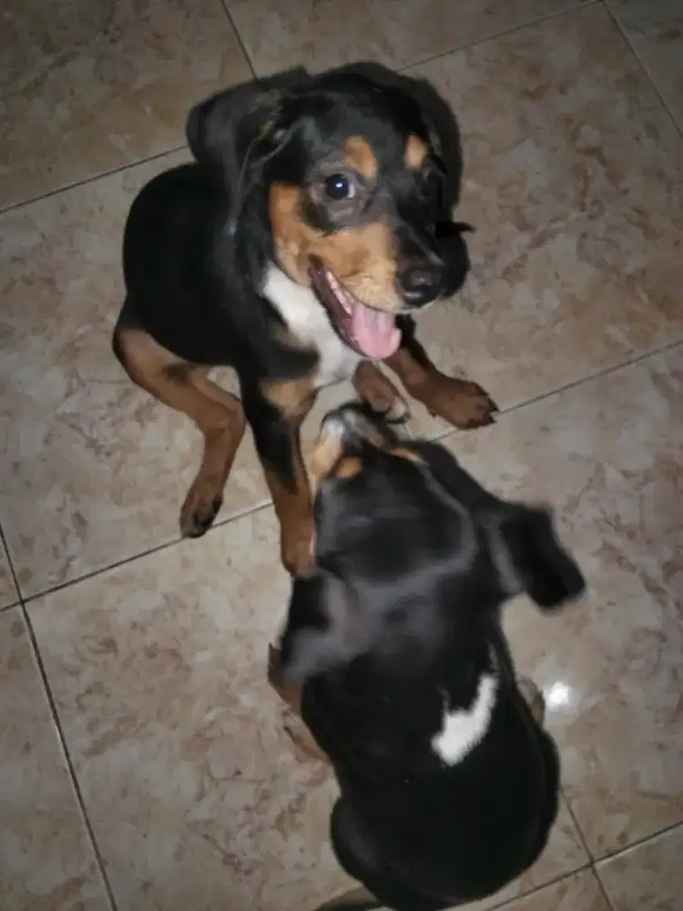 keturunan anjing Rottweiler