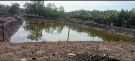 DISEWAKAN SEBIDANG TANAH.