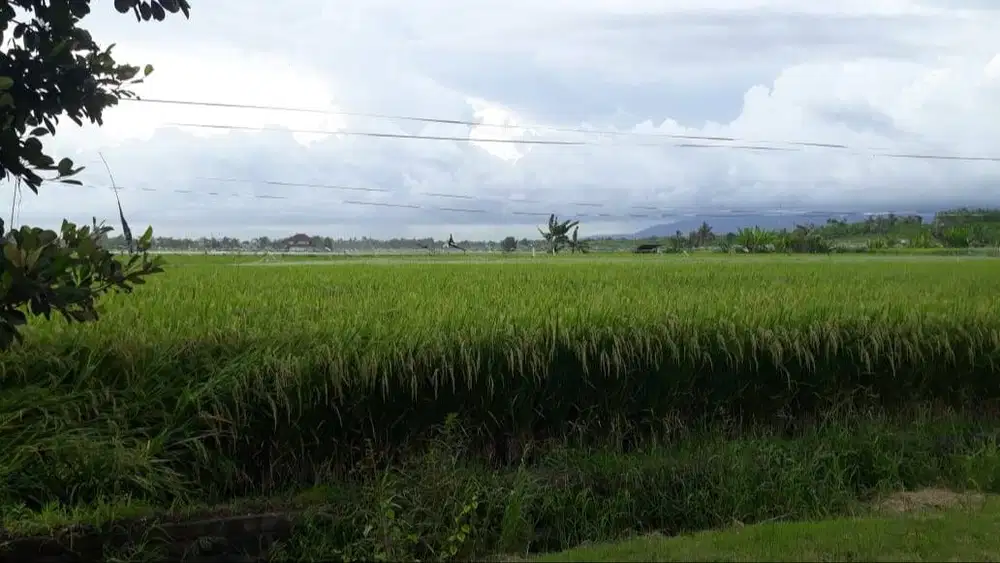 Tanah Pinggir Pantai di mendoyo