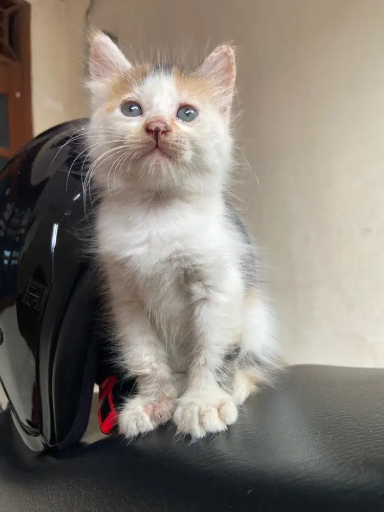 Kitten persia mix (betina)
