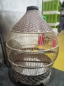 Sangkar perkutut baru
