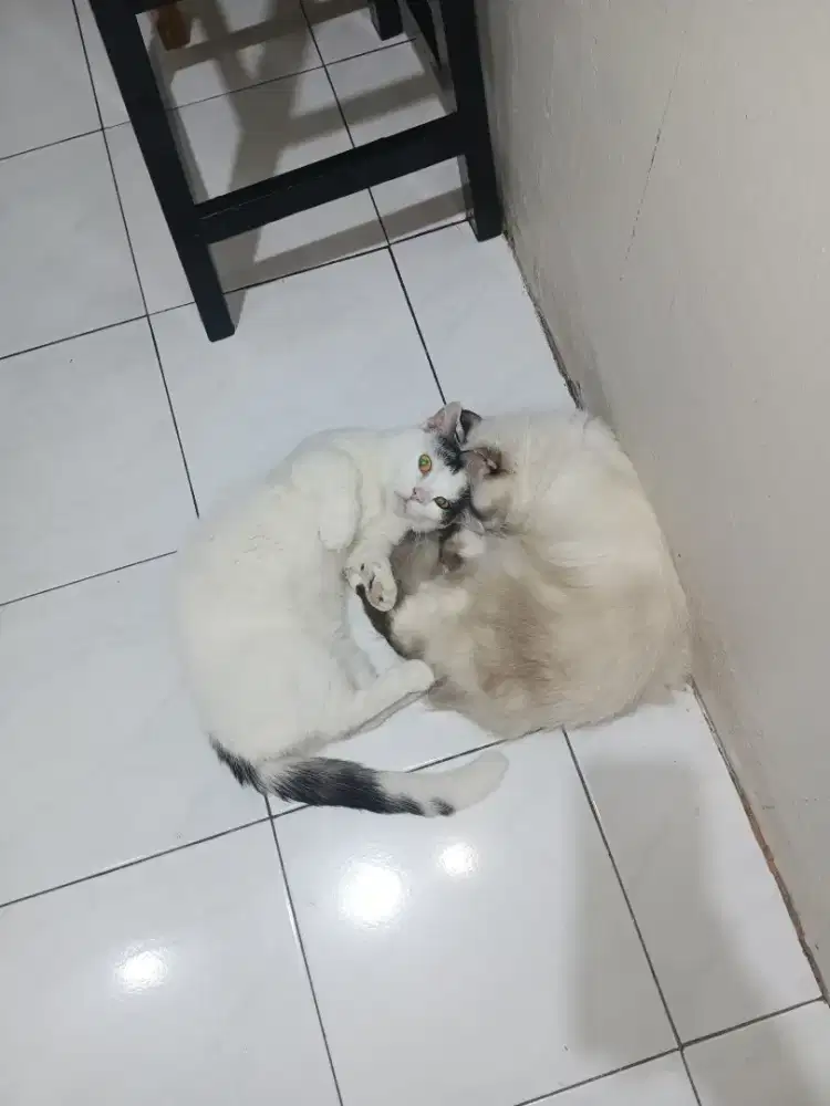 Munchkin (jantan) + Himalayan (betina)