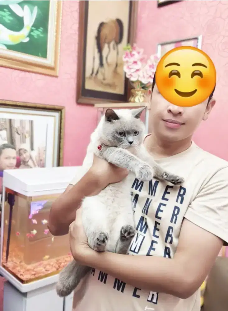 Kucing British Shorthair