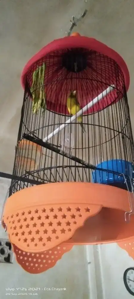 Kenari jantan Bungas