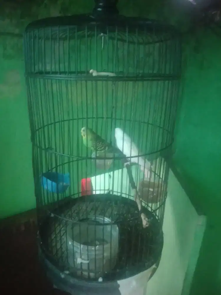 burung parkit sepasang gacor