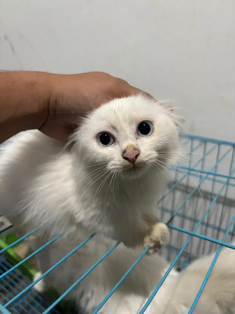 Kitten Persia Long Hair