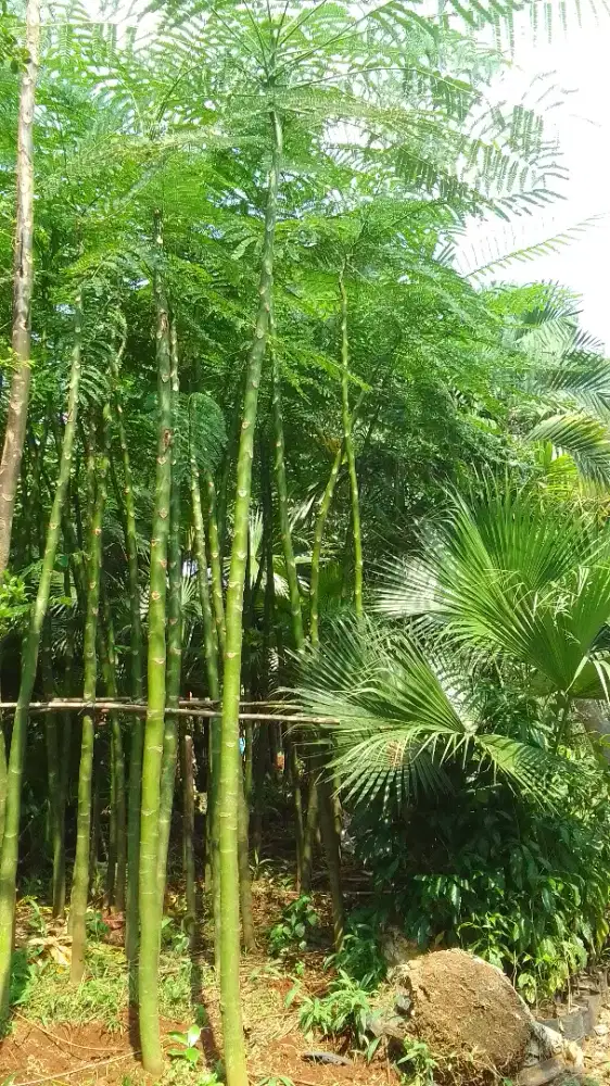 Jual pohon pakis Brazil tinggi 5m plus kirim