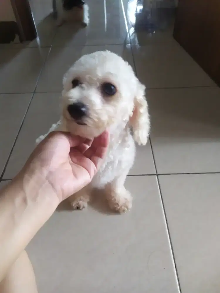 Poodle betina indukan
