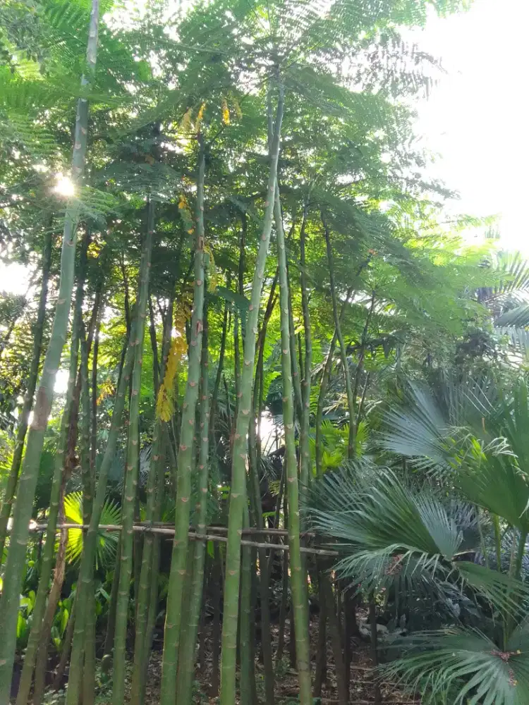 Plus kirim - jual pohon pakis Brazil tinggi 5m