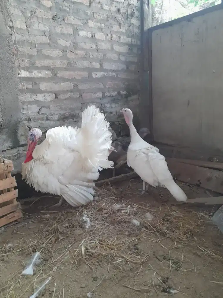 Ayam kalkun putih