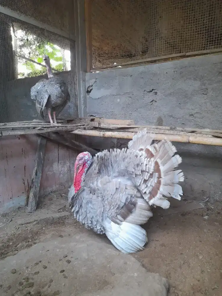 Ayam kalkun abu