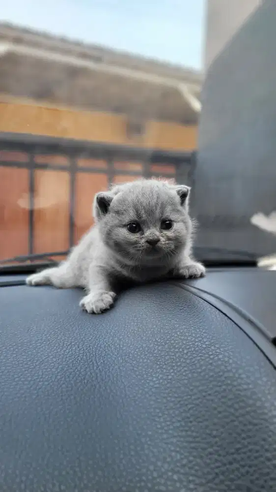 KUCING British Short Hair