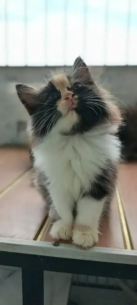 Kucing Anggora Persia