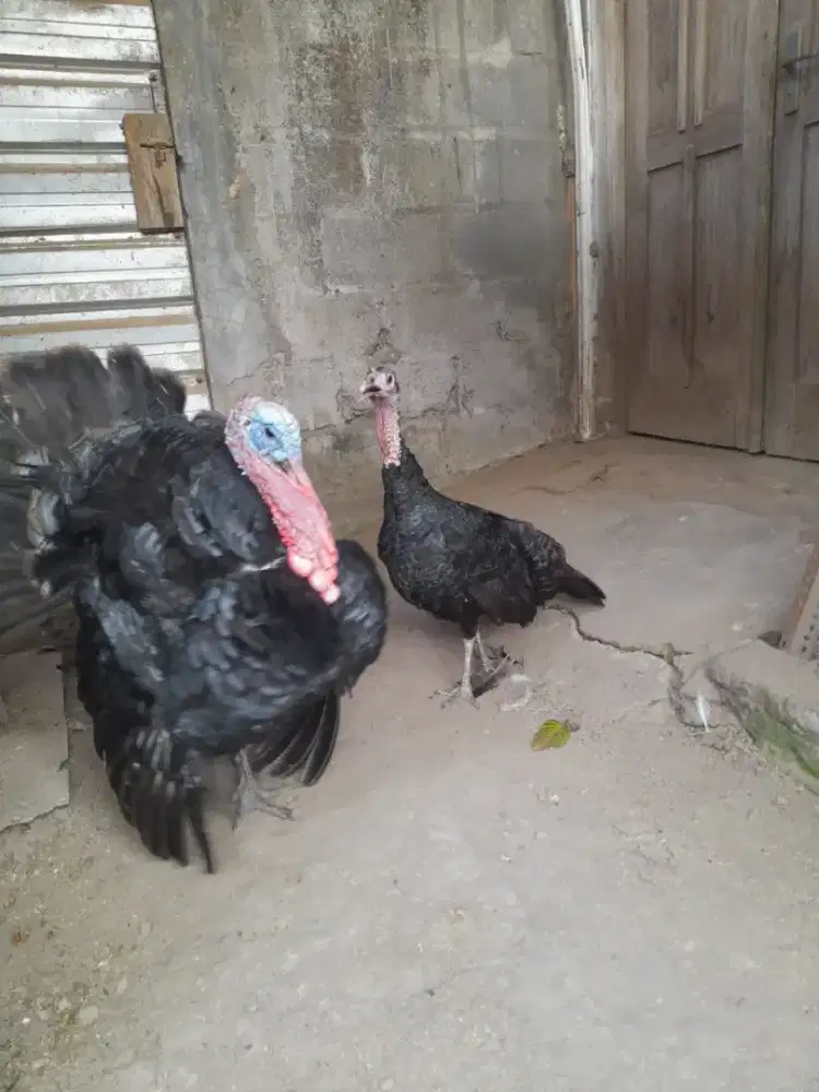 Ayam kalkun hitam