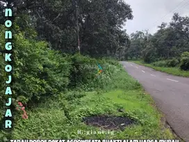Tanah Murah di poros jalan raya Ngembal, Tutur Nongkojajar Pasuruan