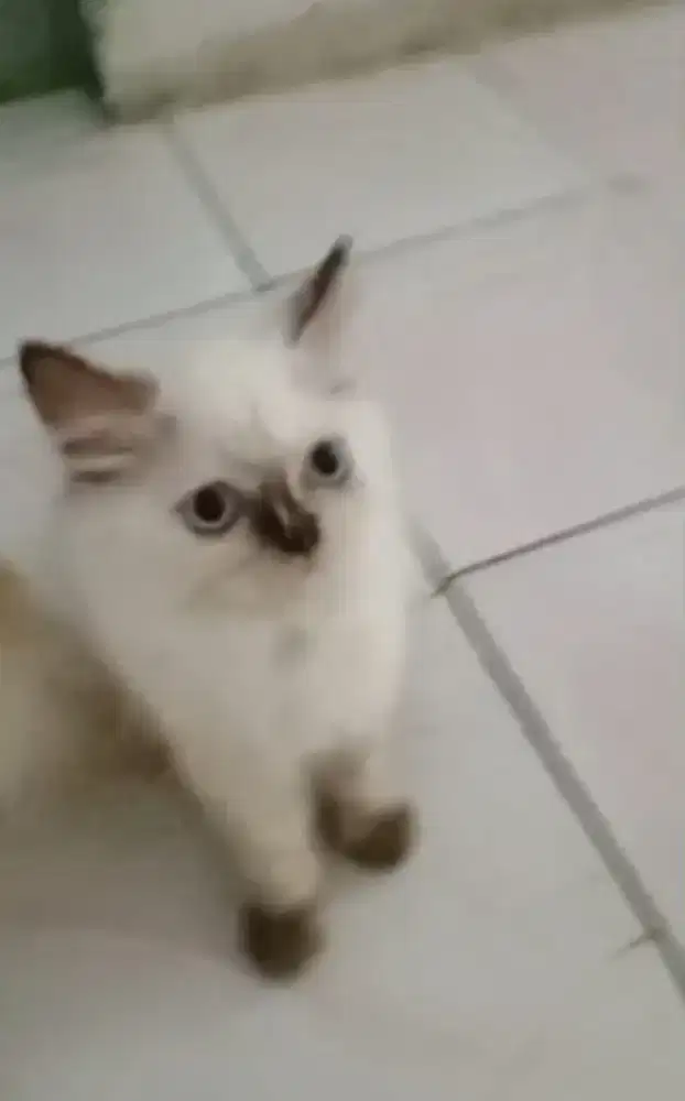 Kucing Anggora Persia Himalaya