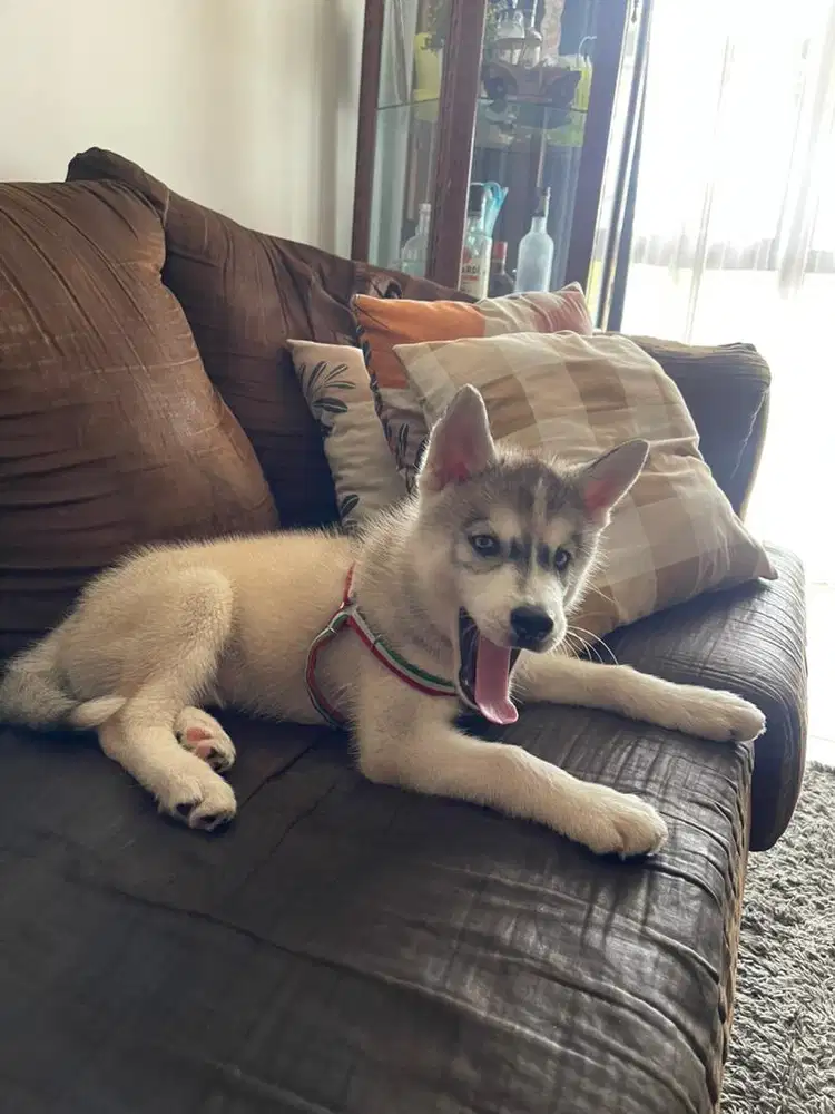 Anjing ras Siberian Husky
