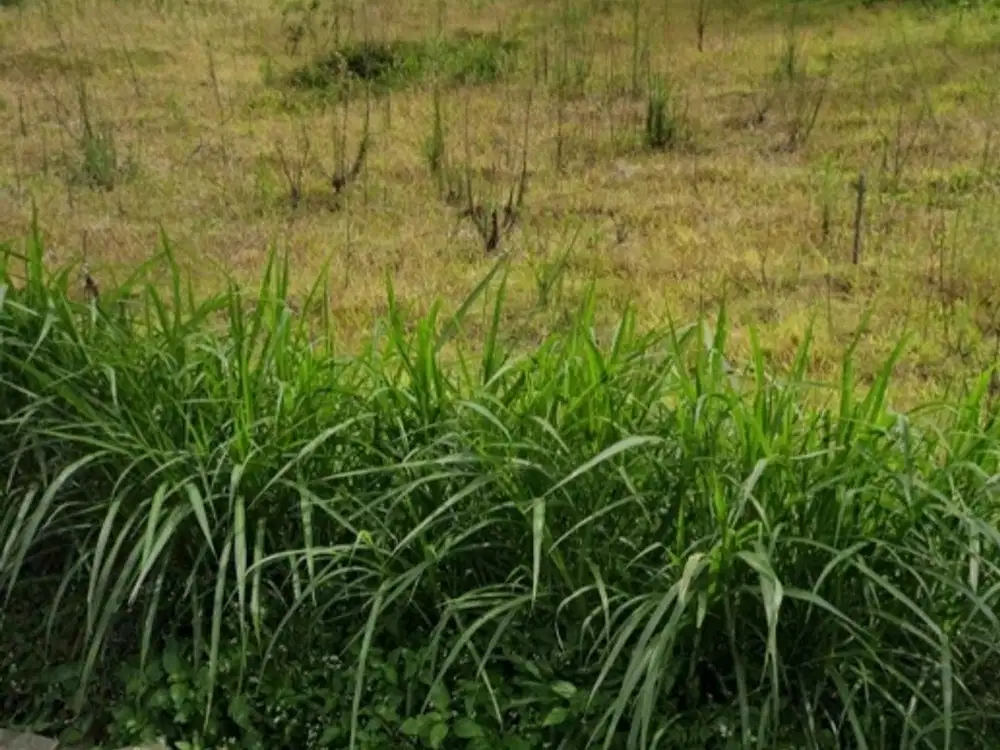 DIJUAL TANAH KOSONG siap bangun di Genting Joyo Agung, Malang