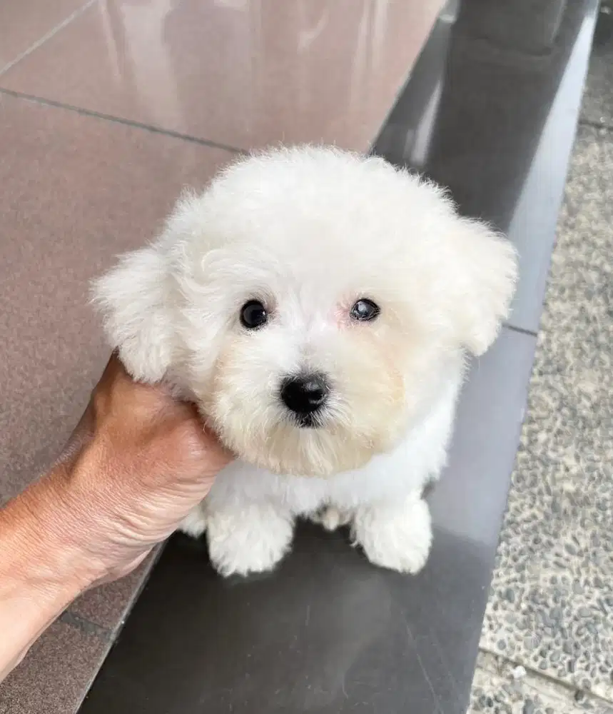 Poodle betina putih
