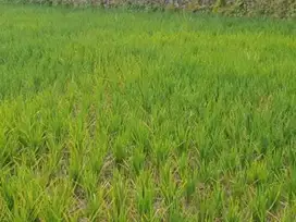 dijual tanah sawah produktif di Limbangan Garut Jawa Barat harga bagus
