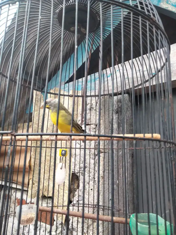 Burung mozambik betina