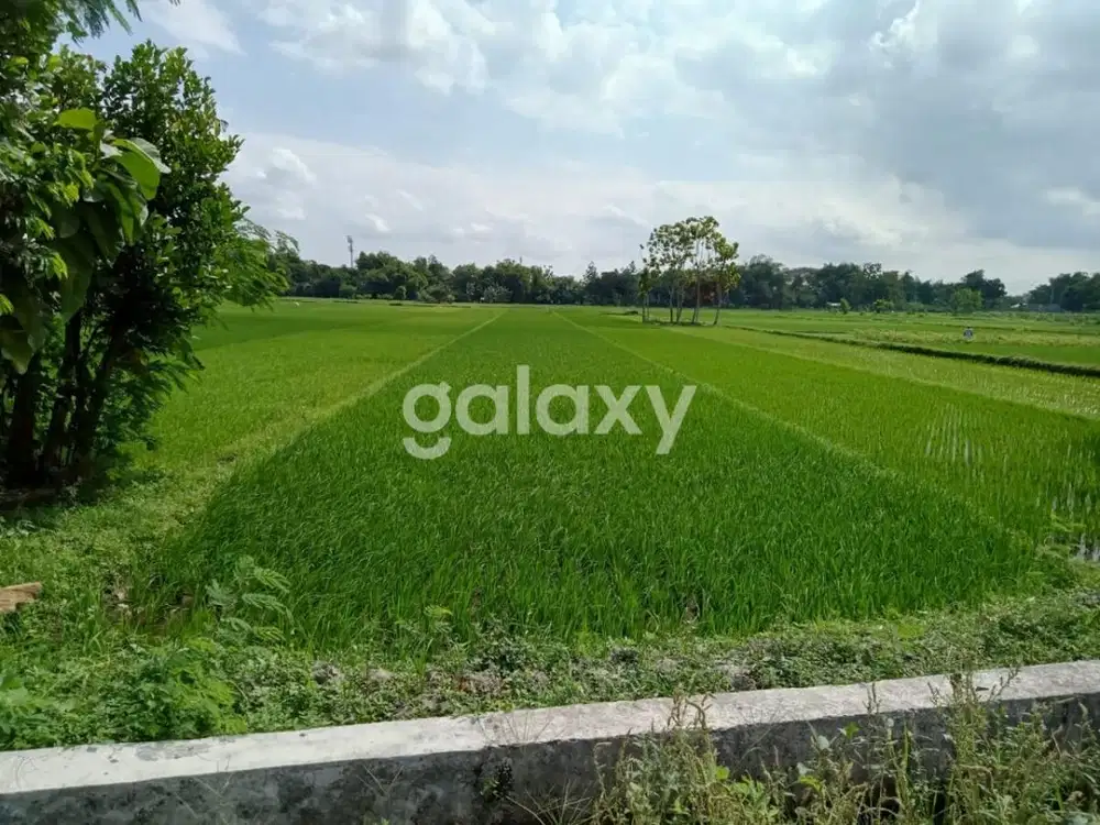 SAWAH MURAH DEKAT STADION SULTAN AGUNG (SSA) DI BANTUL - WT