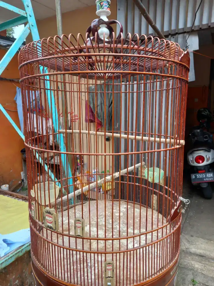 Sangkar murai no 3