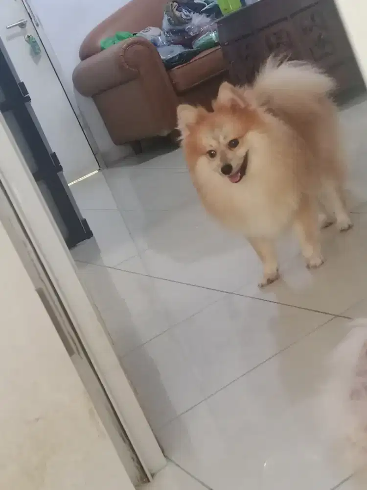 Anjing pom 11 bln jtn  mulus