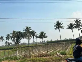 Tanah Sawah Luas Tepi Jalan Raya di Tumpang Malang