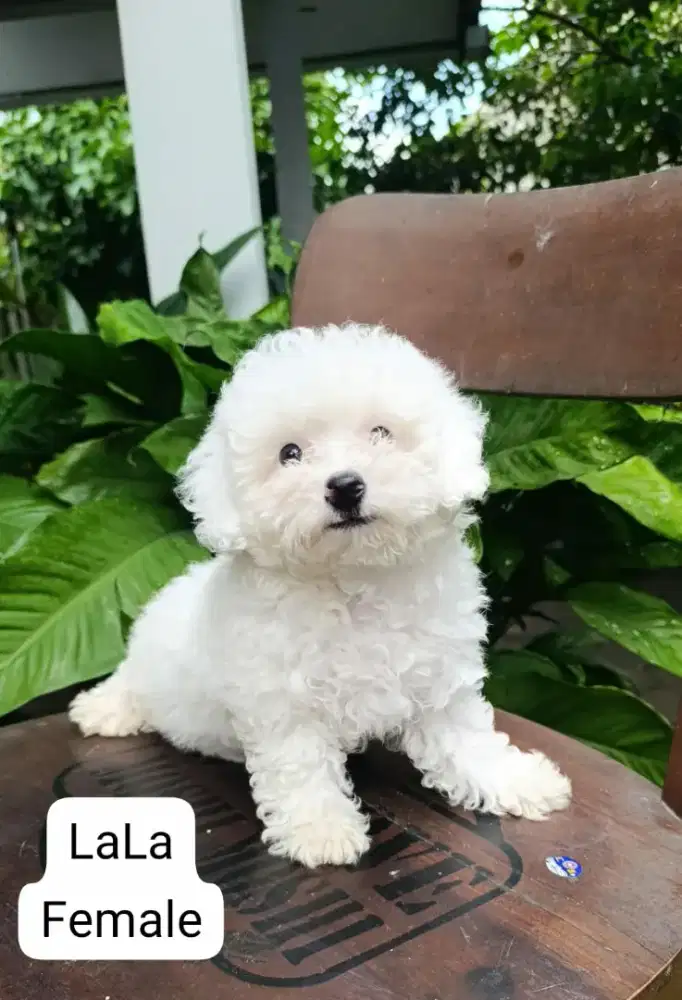 Trah Toy poodle white party