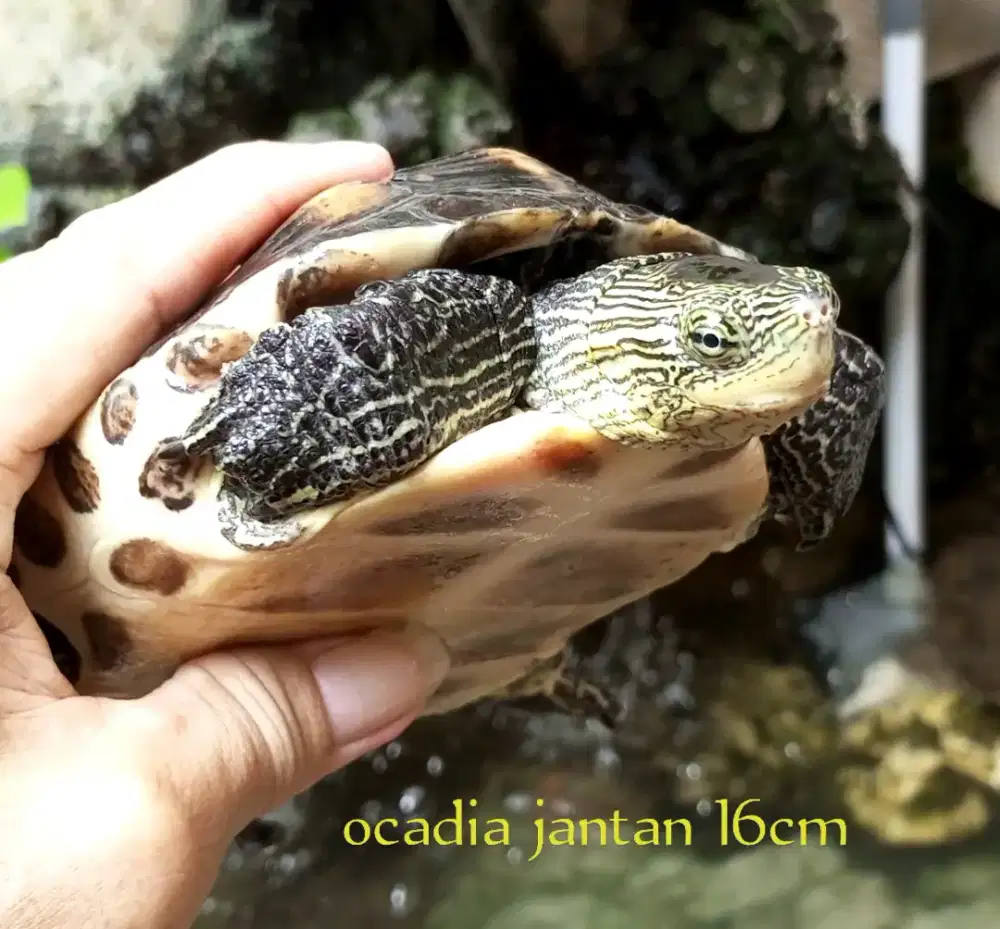 Kura air ocadia jantan