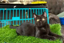 Bsh mix breed Himalaya