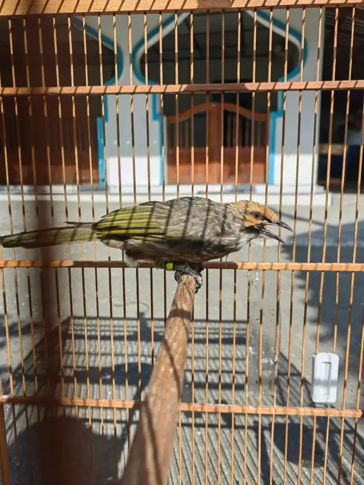 Cucak Rowo dewasa betina siapan bisa tt