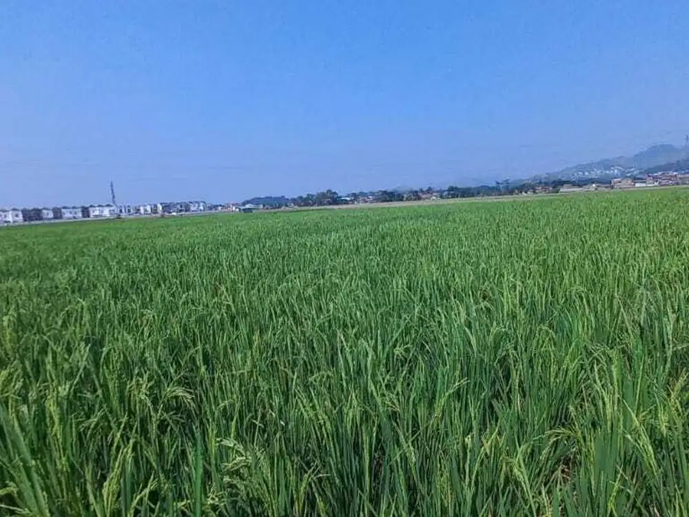 Dijual Tanah di Sodong Girang, Luas Strategis Dekat SMAN 2 Padalarang