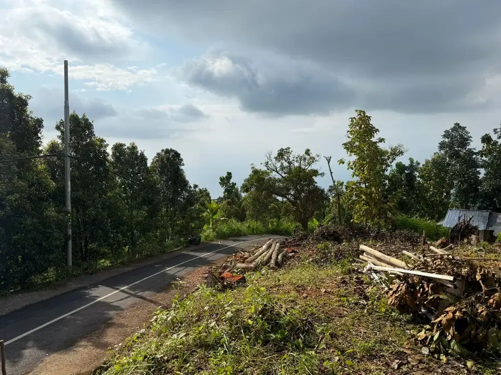 DIJUAL TANAH MURAH 4 ARE DI LOVINA