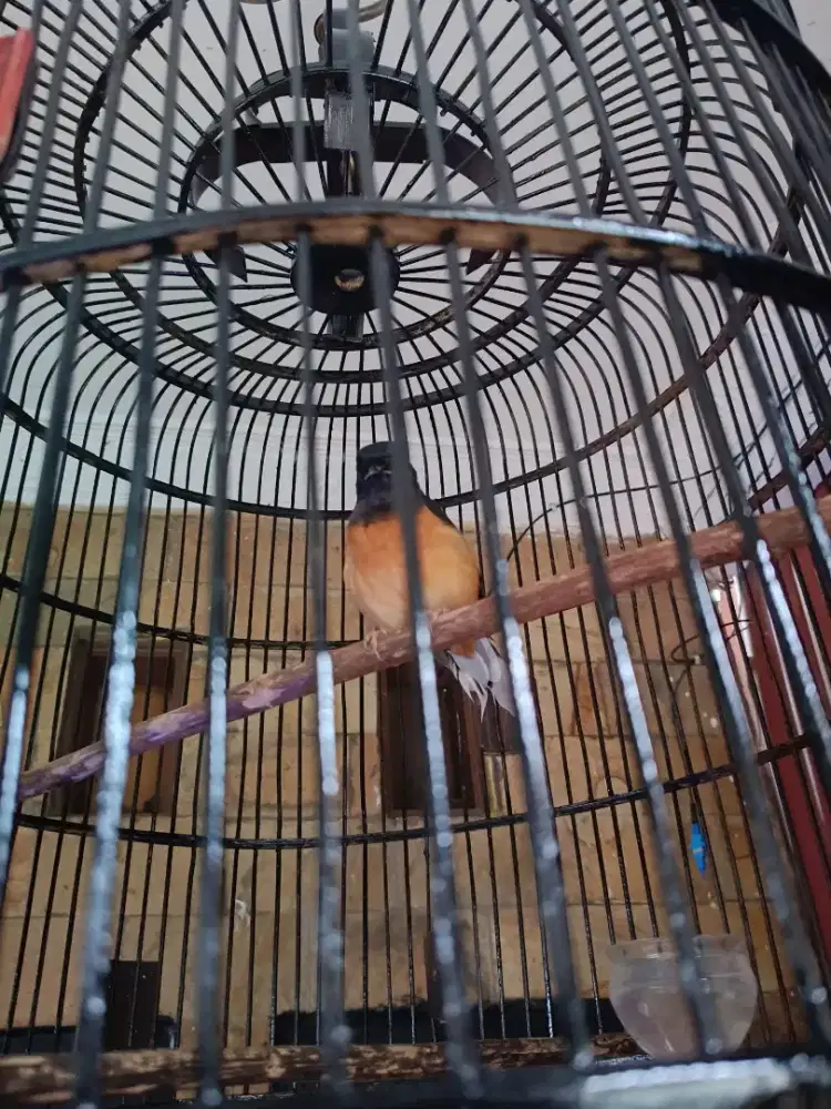 Murai betina siapan