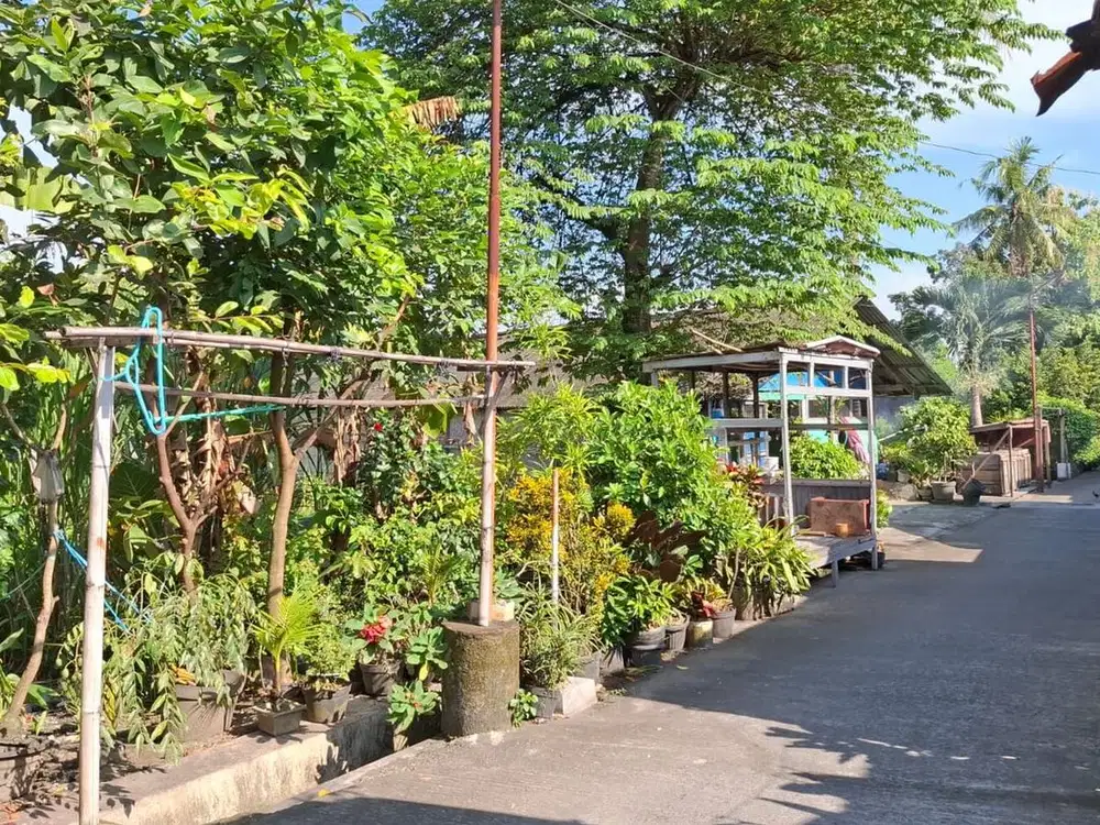 Jual tanah samping kampus mercu buana jlwates pedes sedayu bantul