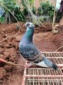 Merpati Teritis Giring 1 Jodo