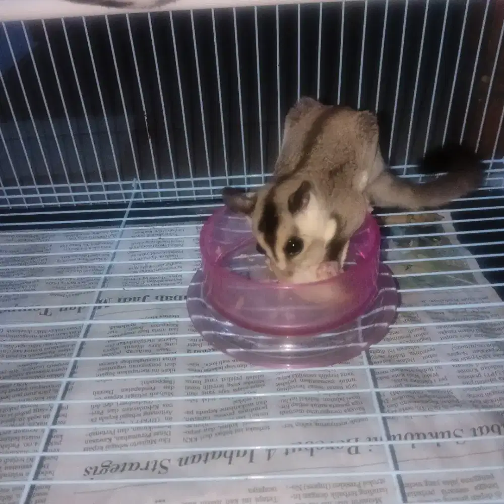 lepas adop SG betina umur 4 bulan