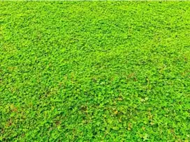 Disewajan Tanah kavling di Jelupang raya Serpong Tangsel (NL)