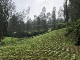 Dijual Tanah 2.430m² SHM Dekat Plataran Bromo – Cocok Vila Wisata