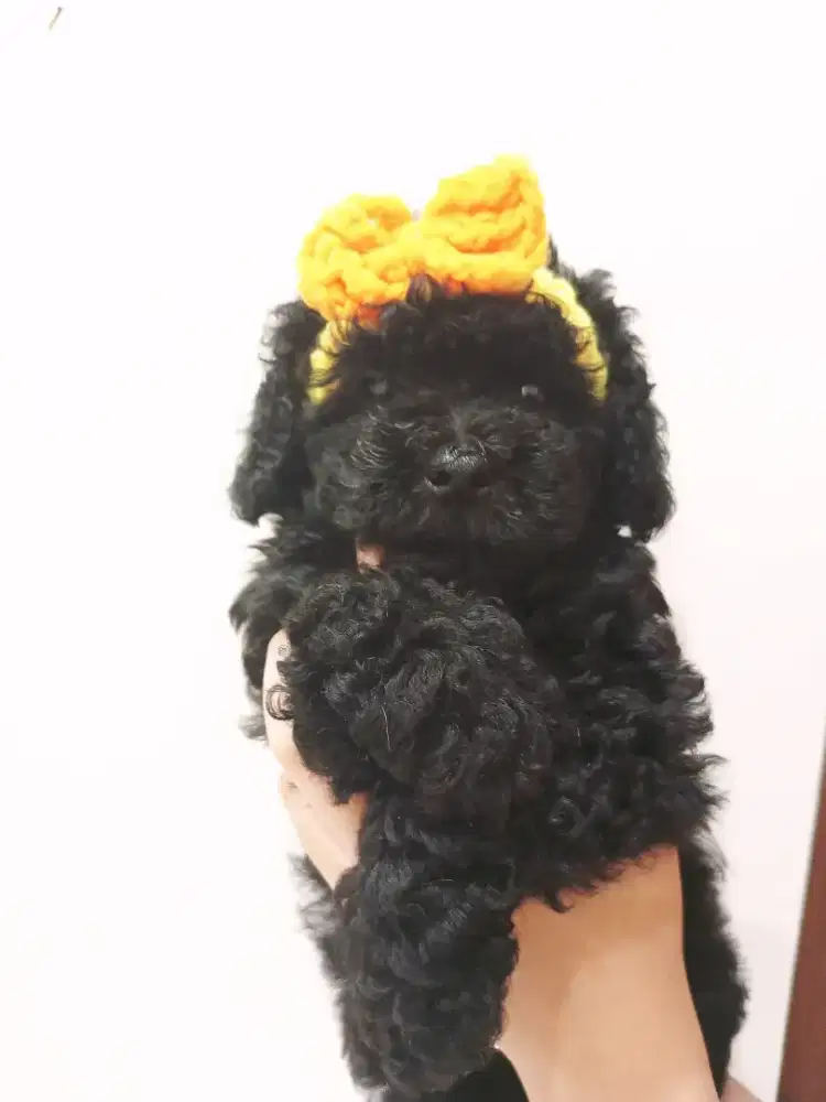 Jual puppies black poodle