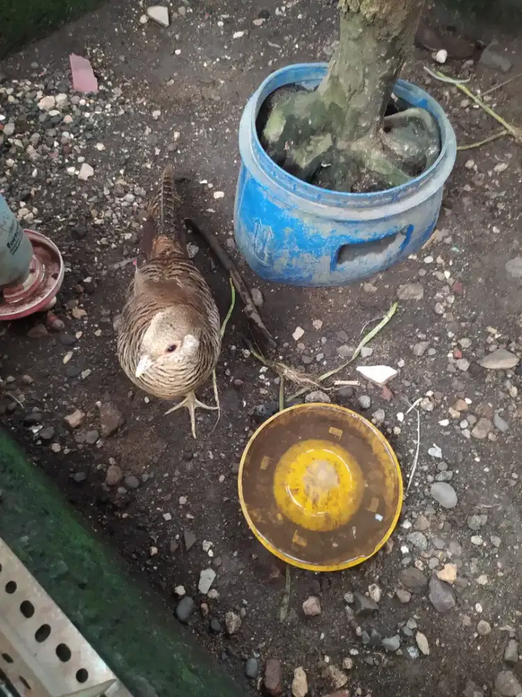 Betina ayam hias golden pheasant atau ayam hutan tibet