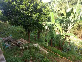 Dijual Tanah di Cisarua Bandung, Cocok untuk Villa atau Budidaya Jamur